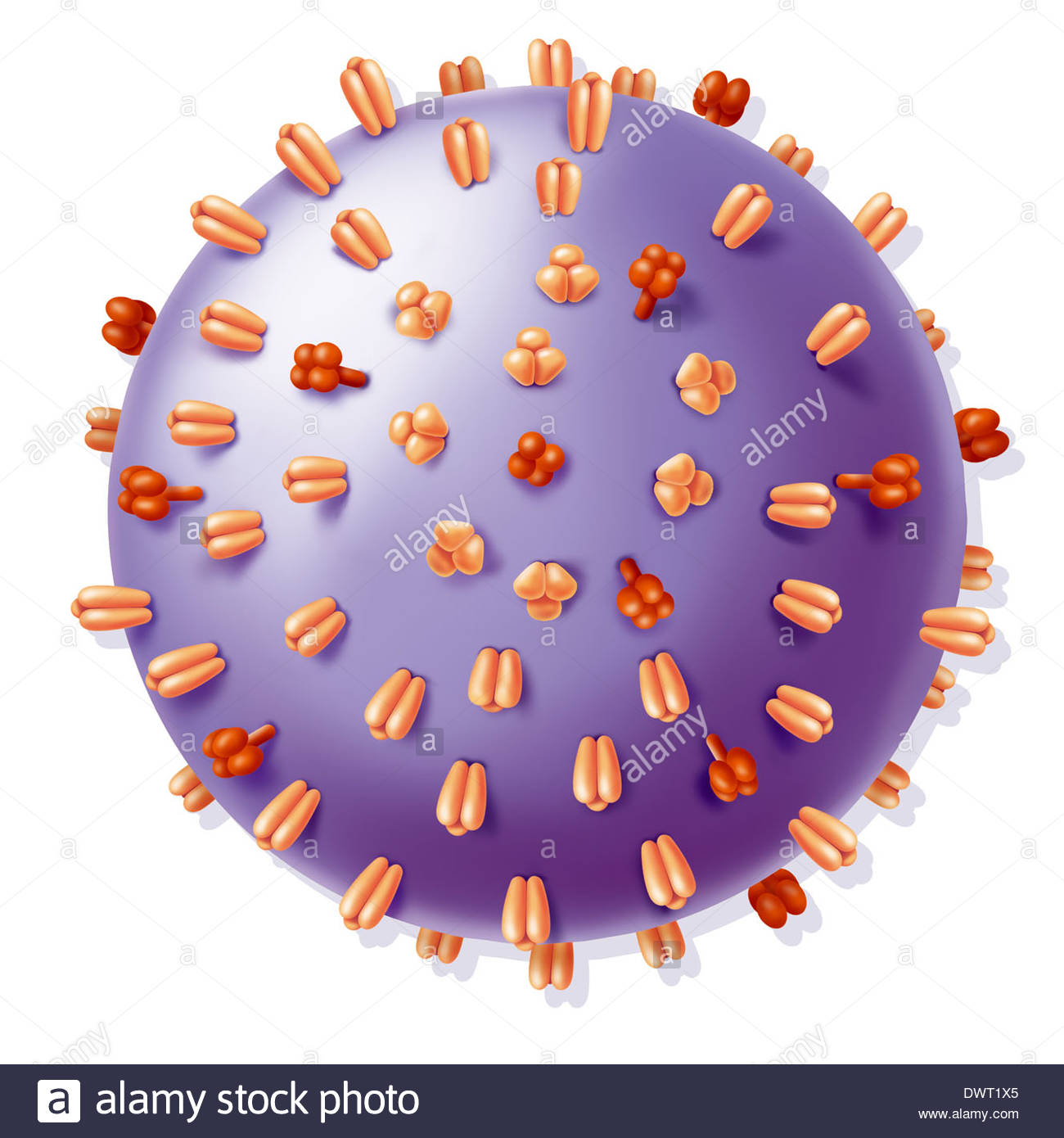 1300x1390 Influenza Virus, Drawing Stock Photo 67525869