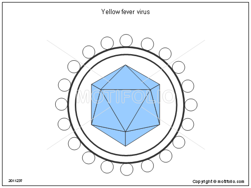 500x375 Yellow Fever Virus Illustrations