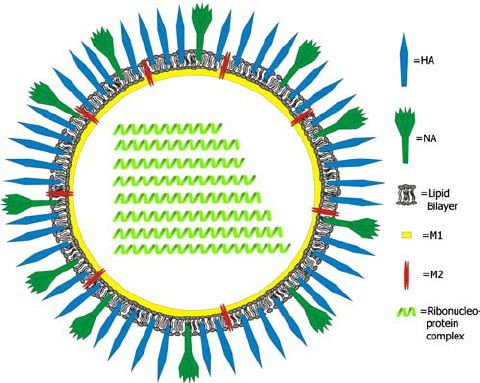 480x383 Schematic Drawing Of The Influenza Virus.