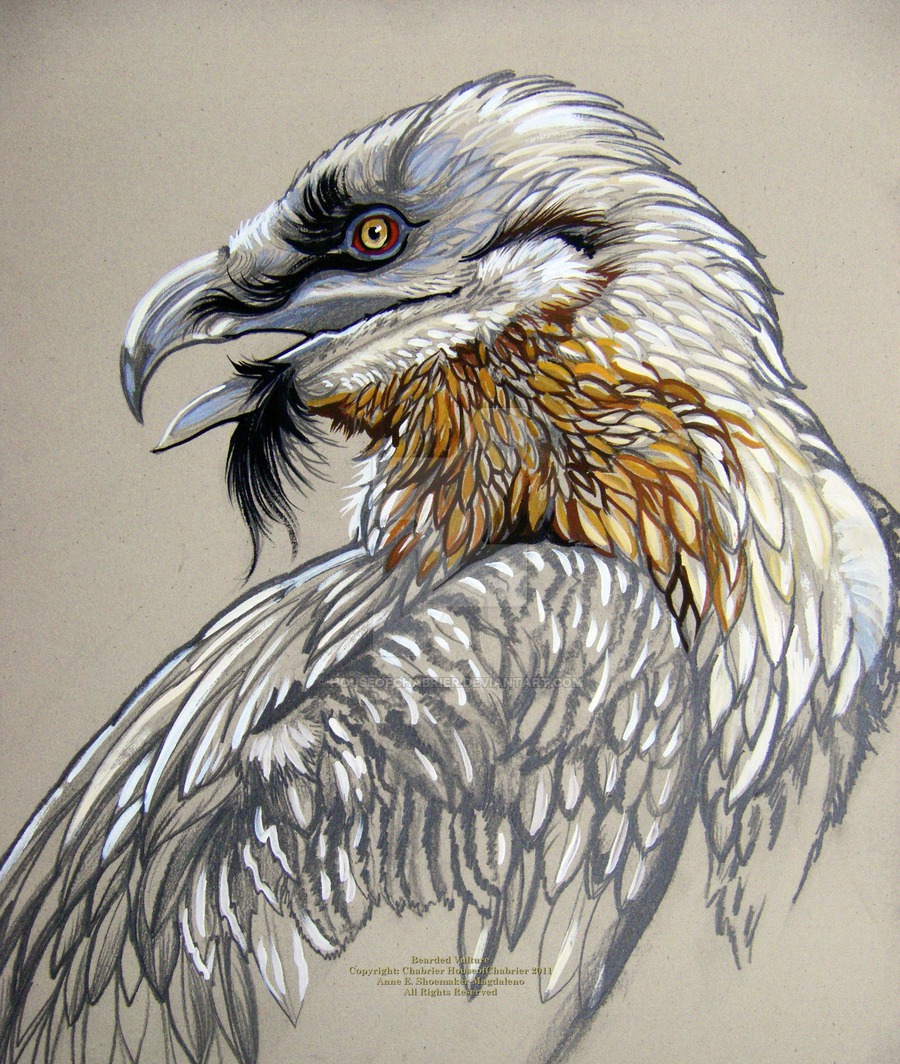 900x1064 Bearded Vulture By On @