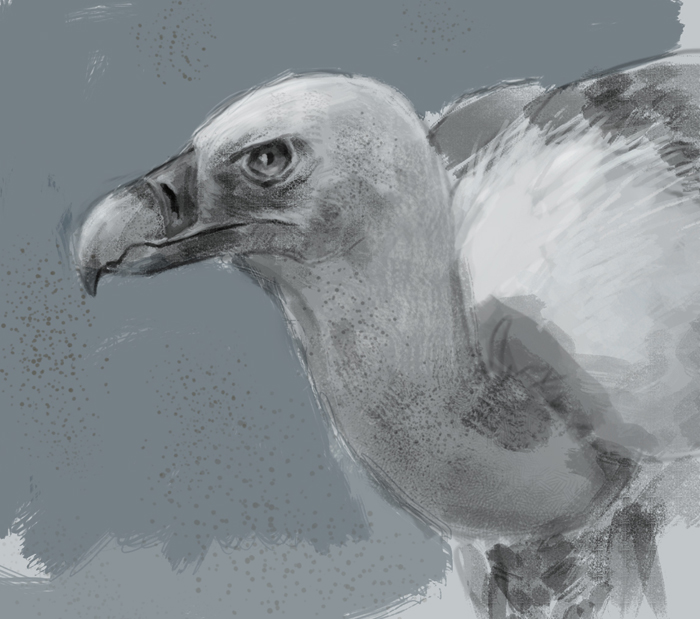 700x619 How To Draw A Vulture