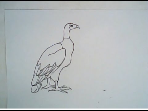 480x360 How To Draw Bengal Vulture (Easy, Super Easy)