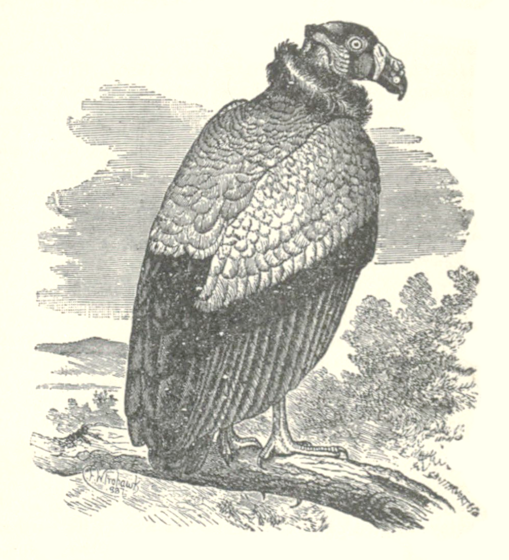 991x1091 King Vulture Drawing From 1887