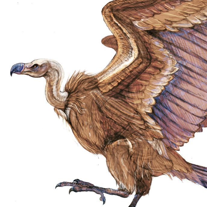 687x688 Rosemary Chalmers On Twitter Griffon Vulture~ Gyps Fulvus