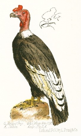 272x454 Vintage Vulture Drawing