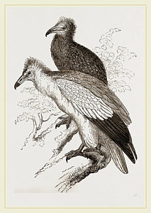 213x300 Vulture Drawings