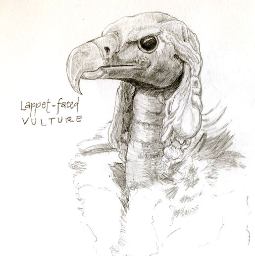 515x516 Birdly Drawn