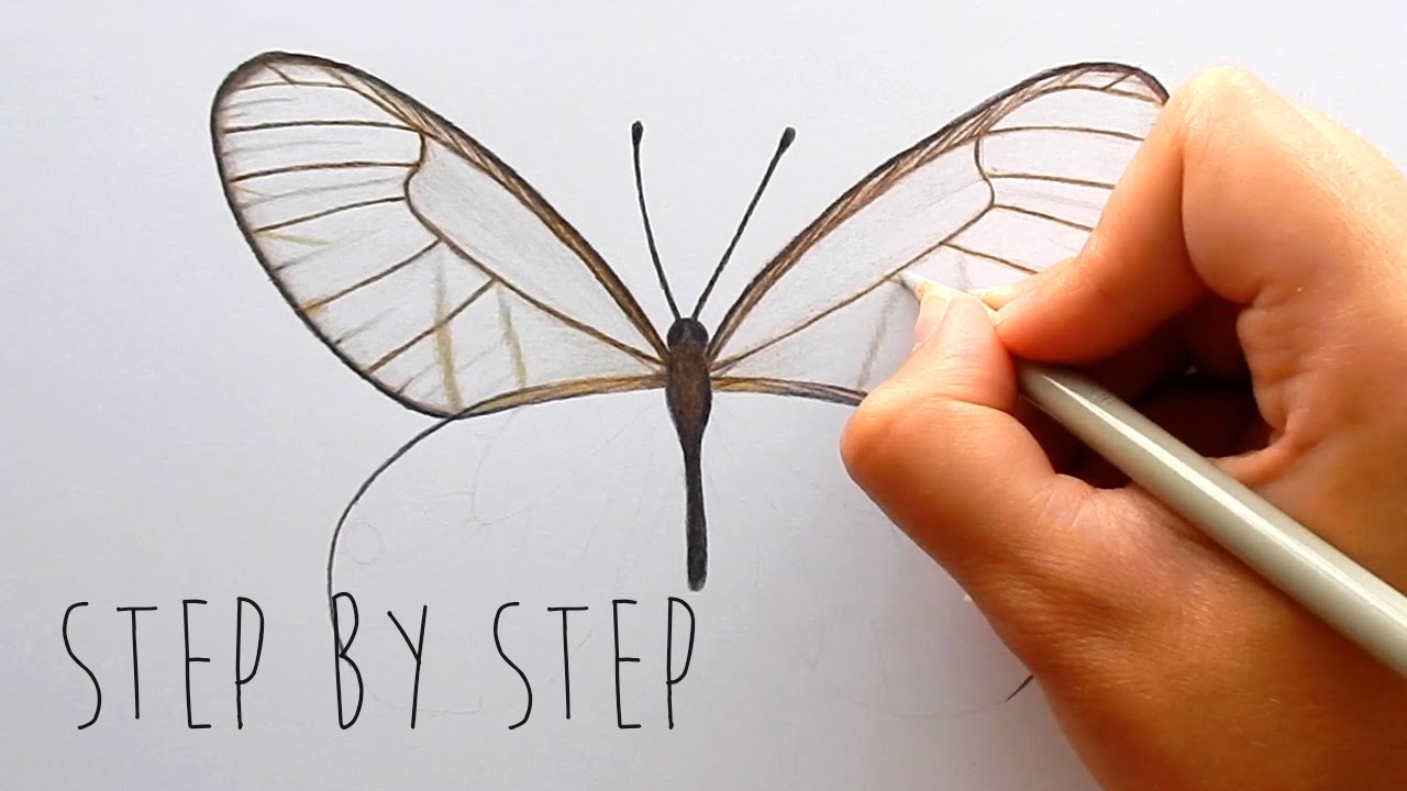 1280x720 Step By Step How To Draw And Color A Butterfly With Colored