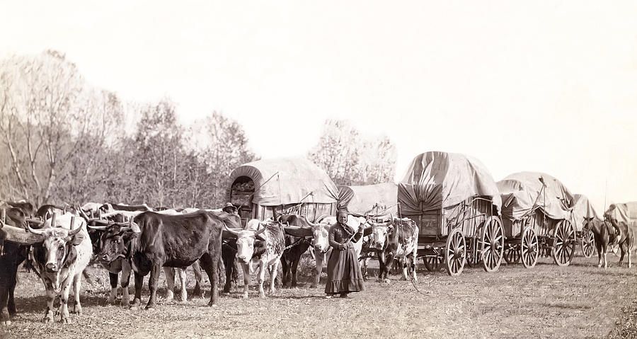 900x479 Yoked Oxen Wagon