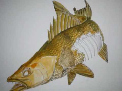 480x360 How I Draw A Walleye
