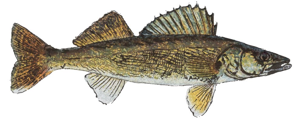 Walleye Drawing at GetDrawings | Free download