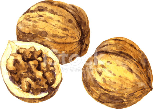 613x439 Walnuts Drawing By Watercolor Stock Vector