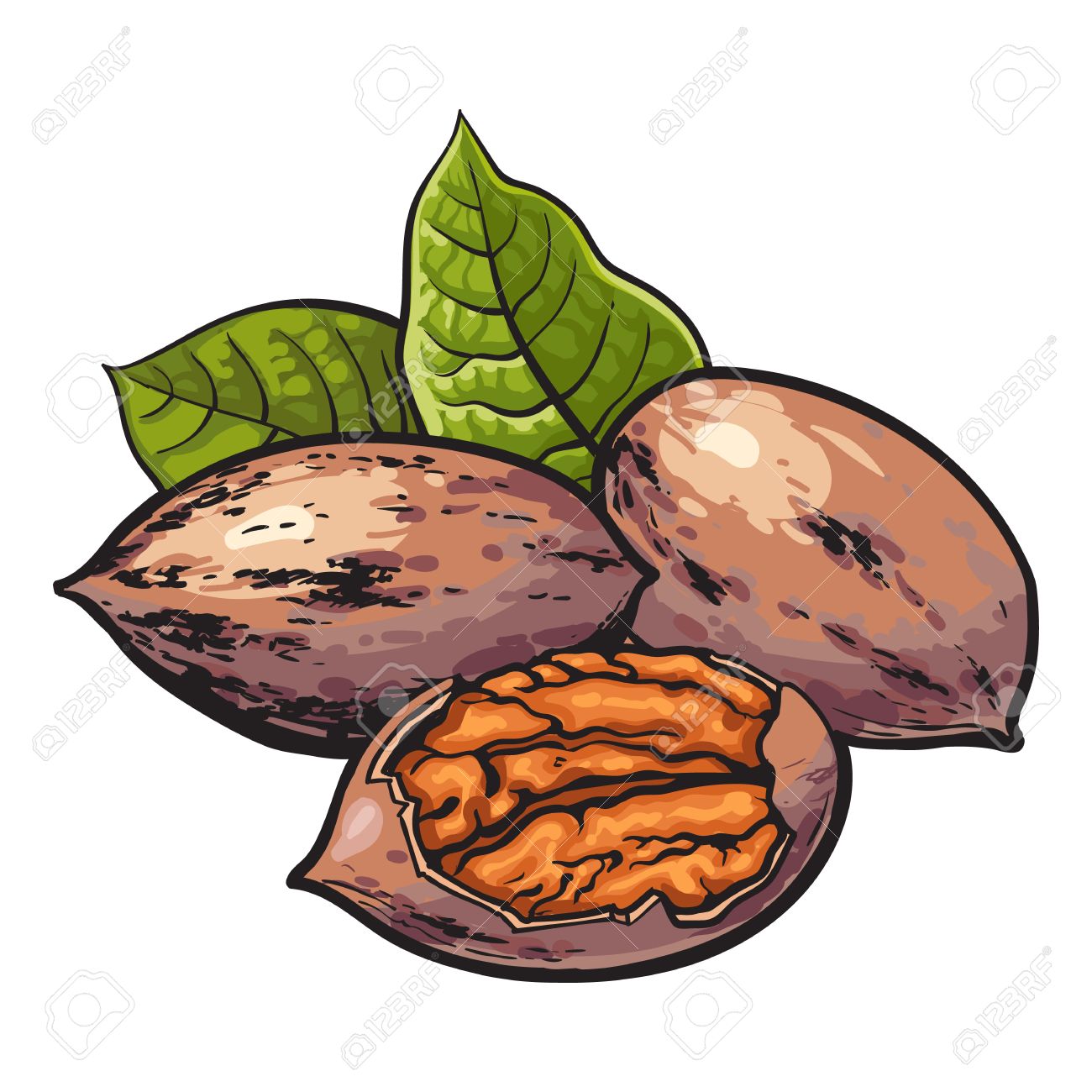 1300x1300 Whole And Half Shelled Walnuts With Green Leaves, Vector