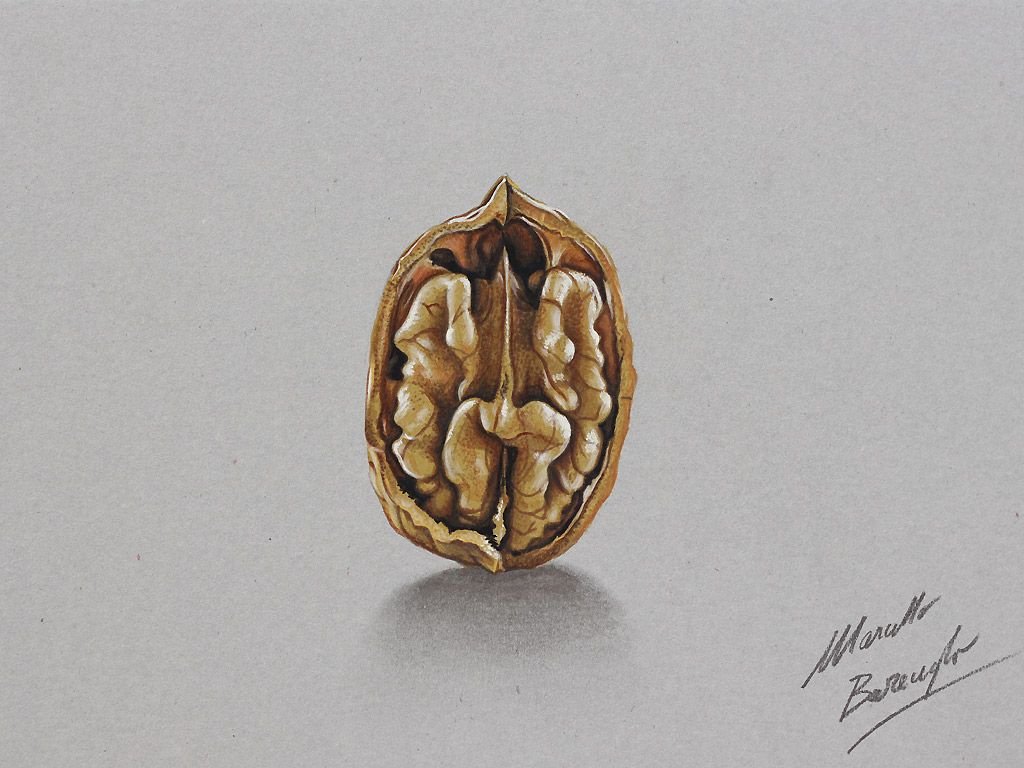 1024x768 Walnut Drawing