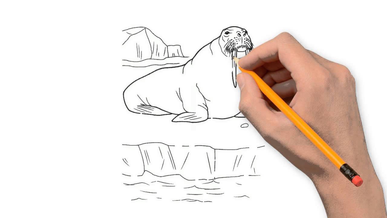 1280x720 Walrus Animals Pencil To Draw Step By Step