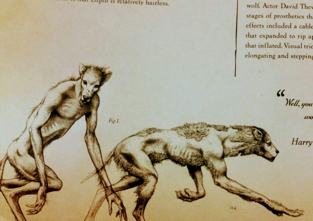 1024x722 Werewolf Drawing Creature Vault Harry Potter Amino