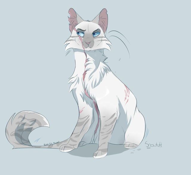 640x587 Pin By Addison On Lololp Warrior Cats, Cat And Creatures