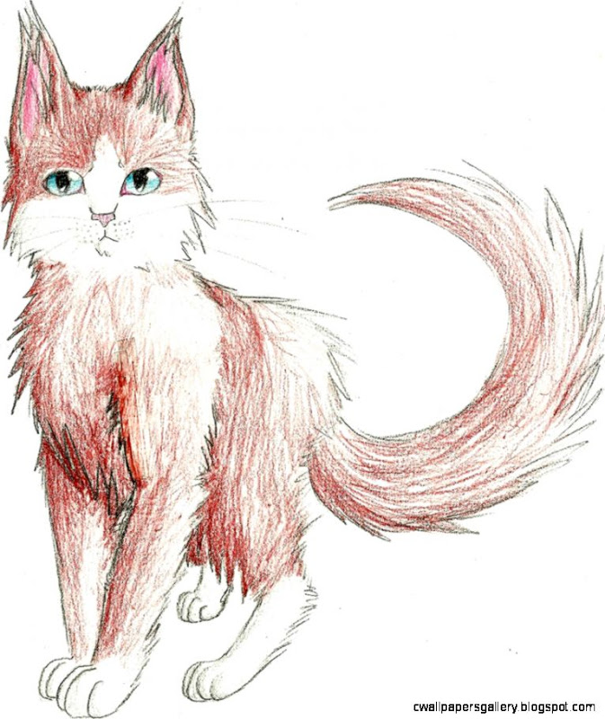 673x800 Warrior Cat Drawings In Pencil Wallpapers Gallery