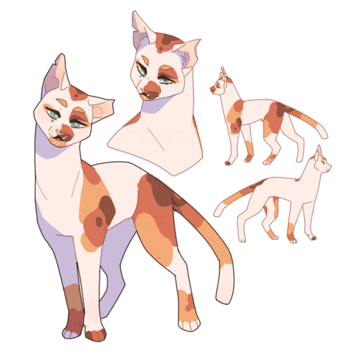 500x512 Litriu Up Here's A Cat His Name Is Poppyleg Warriors