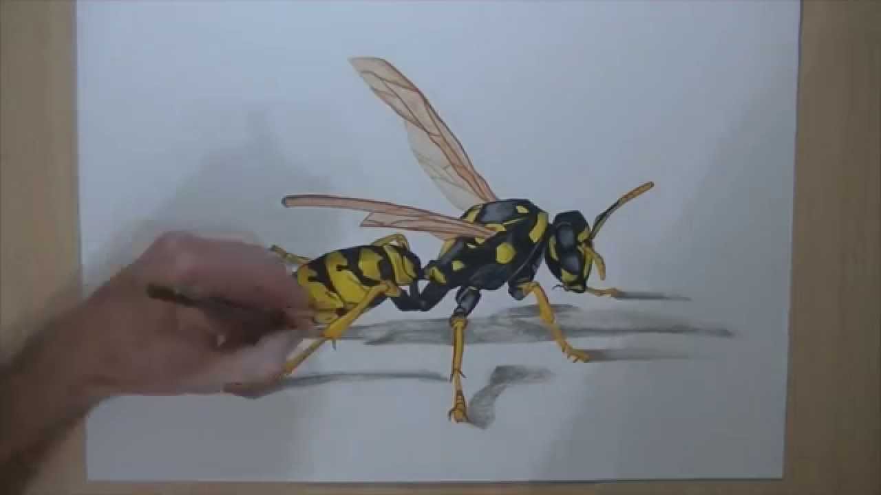 1280x720 How To Draw A Wasp
