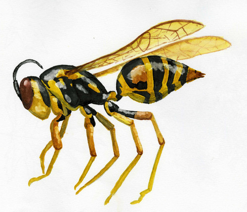 500x428 Wasp By Leng Sok,