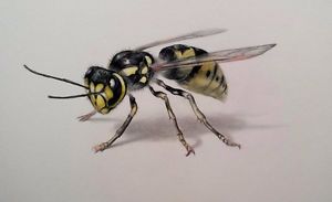 300x183 Wasp Drawing Colored Pencil On Paper 6x10 Ebay