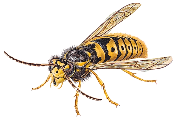 591x407 Wasps