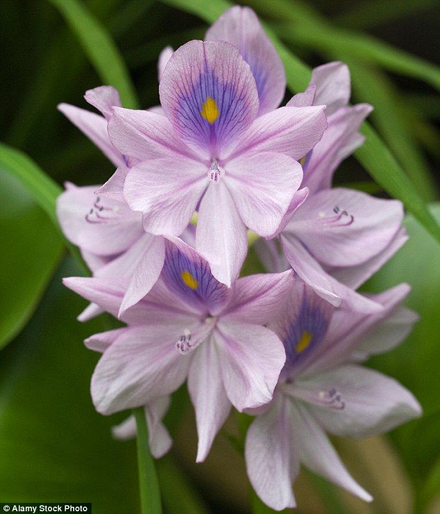 634x740 Eu Bans Top Pond Plant Water Hyacinth To Protect Spain Pond