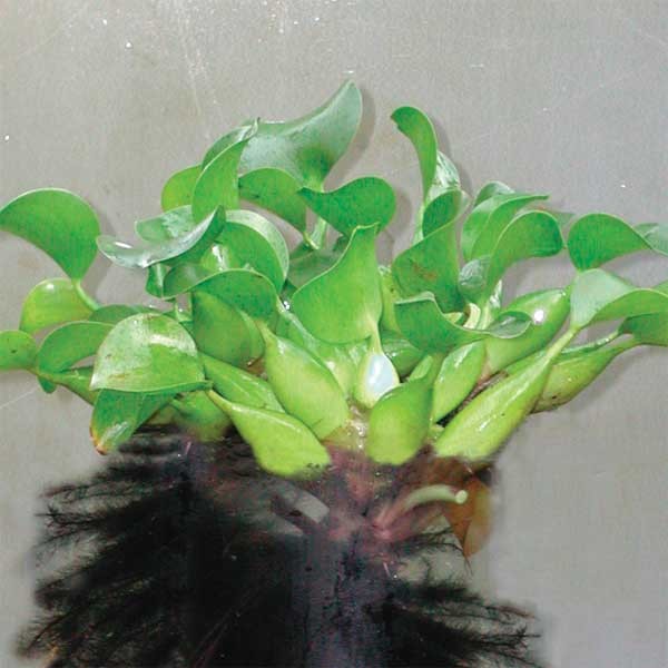 600x600 Floating Plants