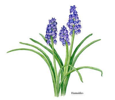 400x350 Muscari, Grape Hyacinths, Botanical Art, Watercolors Art