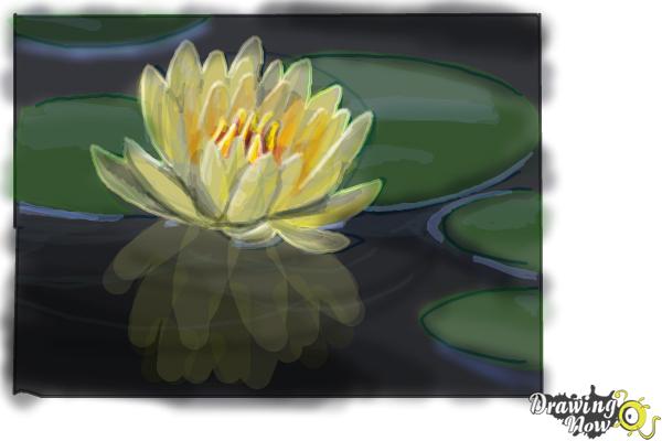 600x400 How To Draw A Lotus Flower, Water Lily