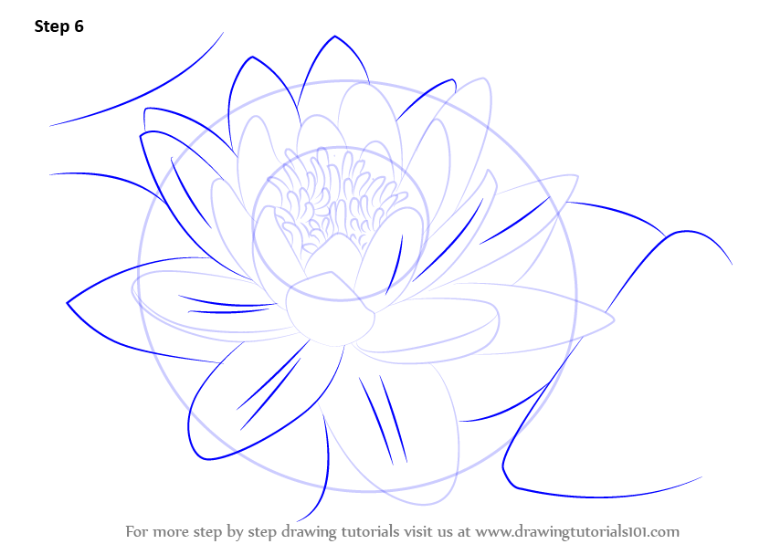 843x596 Learn How To Draw A Water Lily (Lily) Step By Step Drawing Tutorials