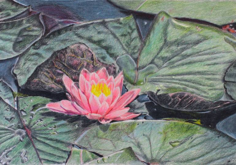 770x538 Saatchi Art Water Lilly Drawing By Laura Hall