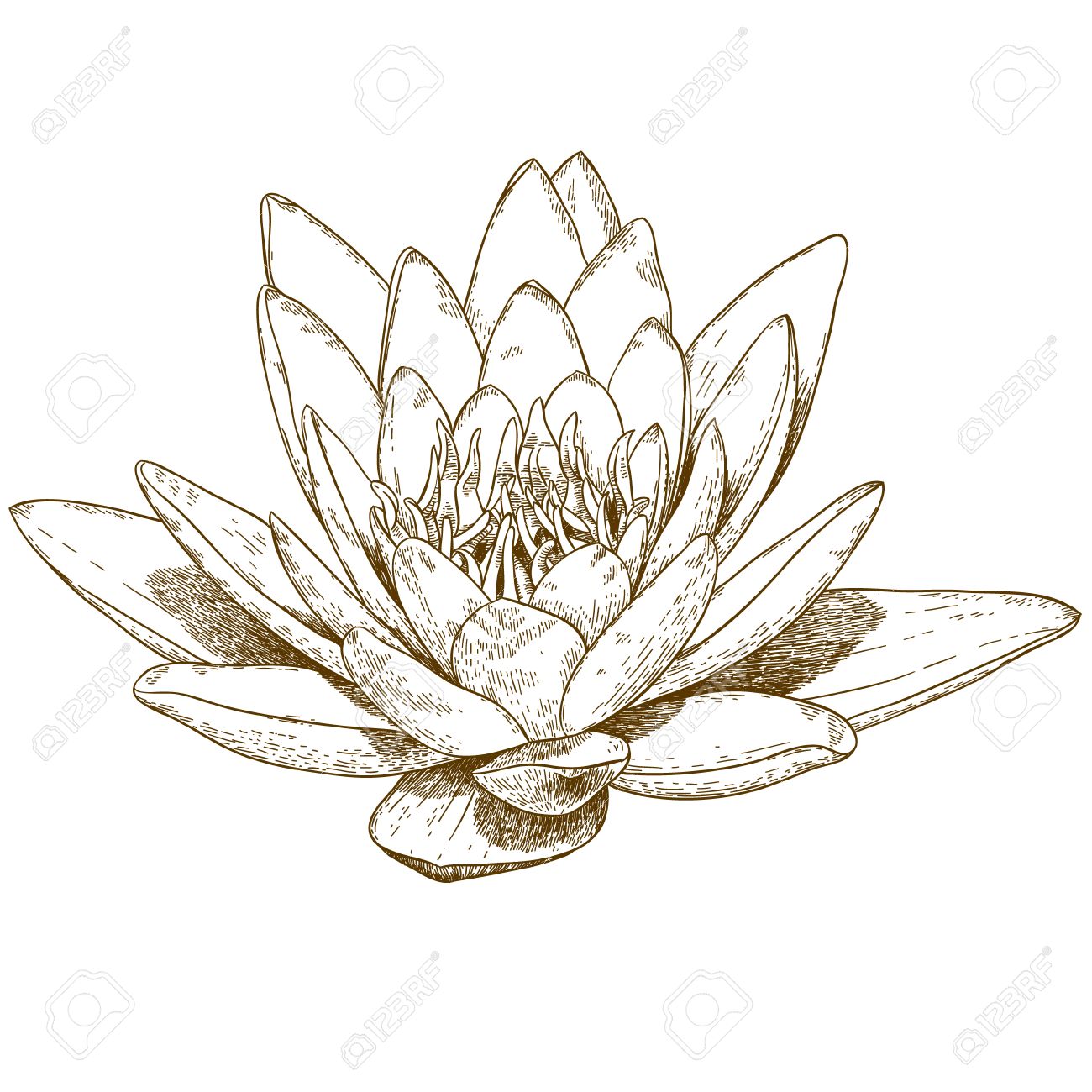 1300x1300 Hand Drawn Engraving Illustration Of Water Lily Flower Isolated