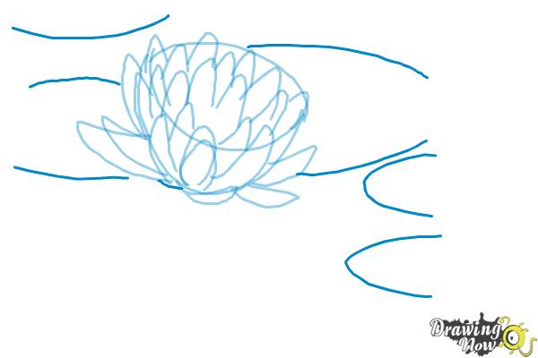 600x400 How To Draw A Lotus Flower, Water Lily