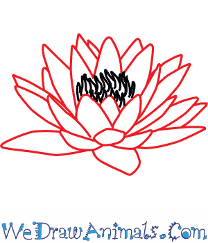 300x350 How To Draw A Water Lily Flower