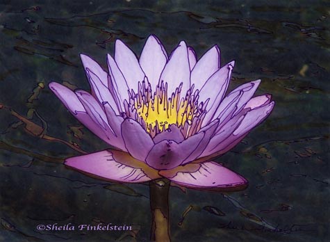 475x348 Water Lilies Spread Thanksgiving Light And Cheer Picture