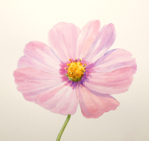 500x475 Paint Draw Paint, Learn To Draw Water Color Basics A Cosmos Flower