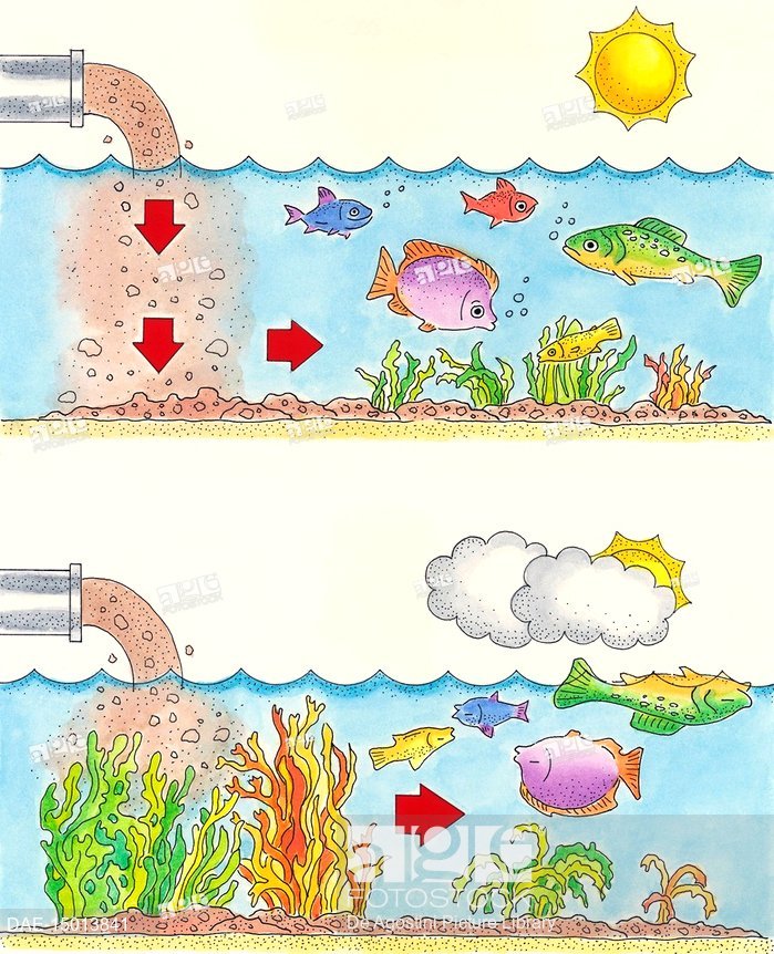 699x862 Diagram Of Eutrophication (Water Pollution), Drawing, Stock Photo