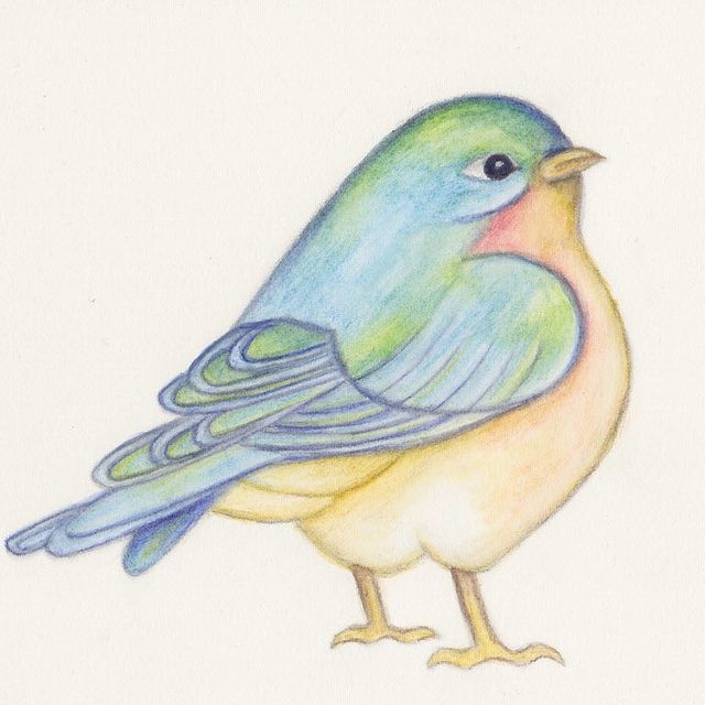 640x640 Bluebird Finished Watercolor Pencils, Watercolor And Bird
