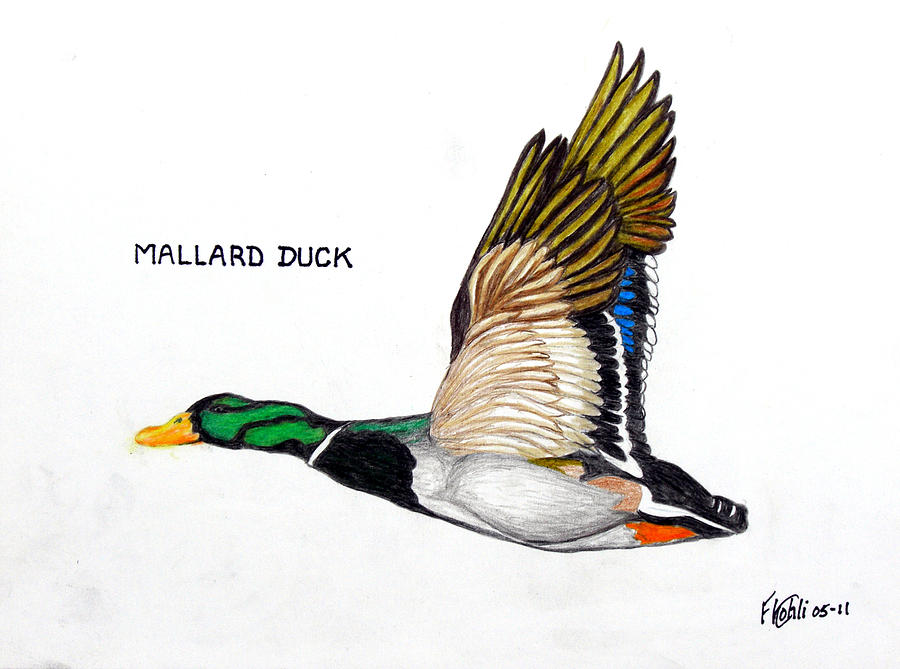 900x669 Mallard Duck Drawing By Frederic Kohli
