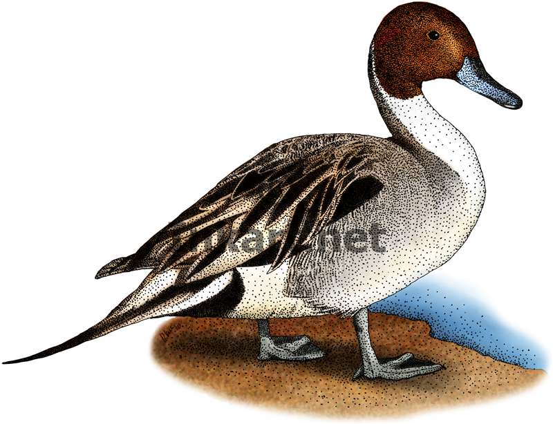 800x614 Northern Pintail Duck Stock Art Illustration