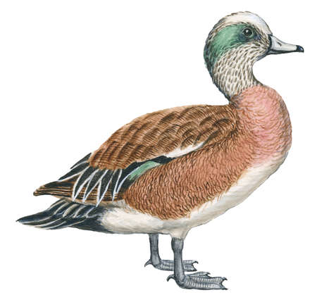 450x429 Stock Illustration