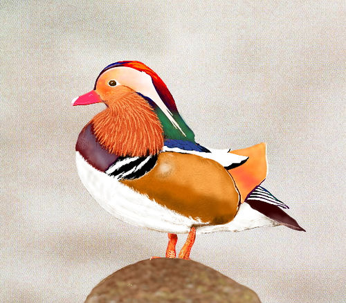 500x438 Mandarin Duck Drawing