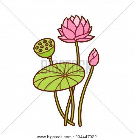 450x470 Hand Drawn Lotus Plant Botanical Vector Amp Photo Bigstock