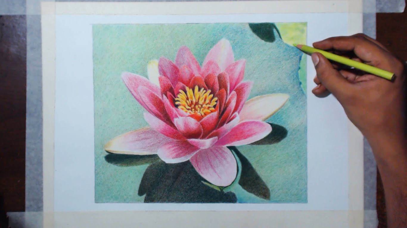 1366x768 Lotus Beautiful Drawing Drawing A Water Lily