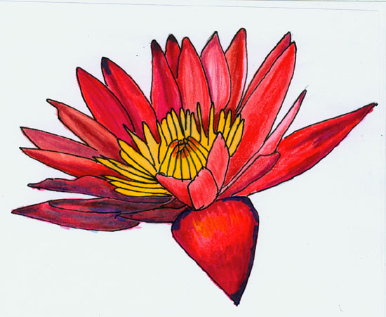 550x451 Water Lily