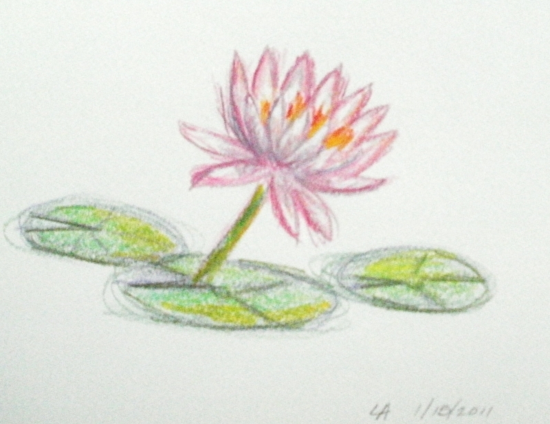 800x617 Water Lilies Lalflen's Blog