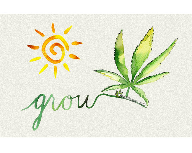 650x519 Grow Cannabis Watercolor Marijuana Art Cannabis Leaf Drawing