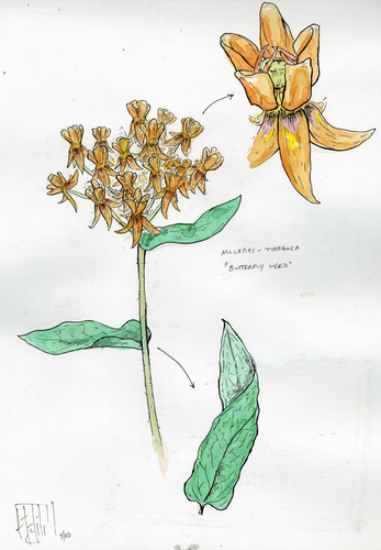 347x500 Butterfly Weed By Sean Dickson